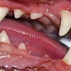 Dentistry