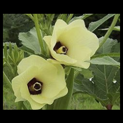 Seed Library