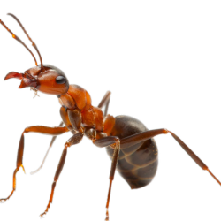 Ants