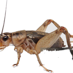 Crickets