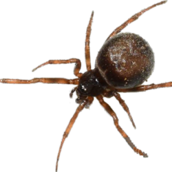 Spiders