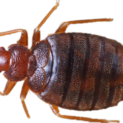 Bedbugs