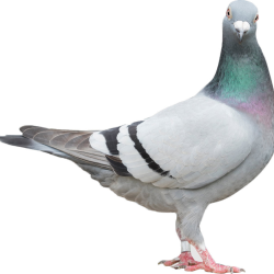 Pigeons