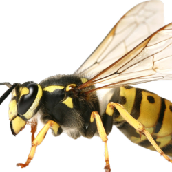 Bees, Wasps & Yellow Jackets