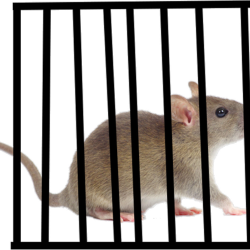 Humane Small Animal Trapping