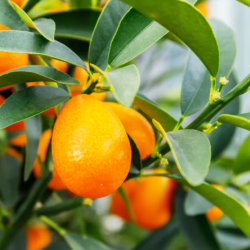 Fruit-Tree