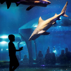Shark Adventure