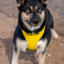 Animal Control & Pet Adoption