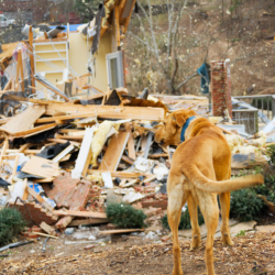 Disaster Preparedness