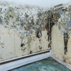 Mold Remediation