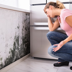 Mold Removal Services