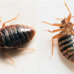 Bed Bug Control