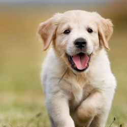 Puppy Starter Lesson - $75