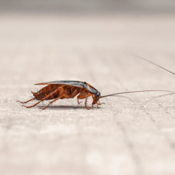 Bugs We Battle