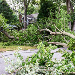 Vegetation Management