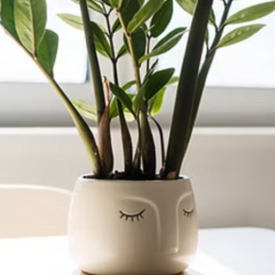 Eye Movement Desensitization and Reprocessing (EMDR)