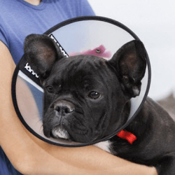 Spay & Neuter