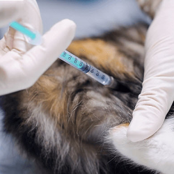Vaccinations