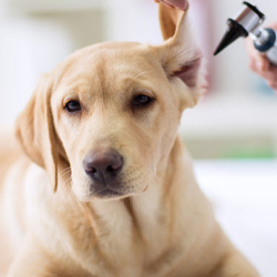 Preventative/Wellness Care for Dogs