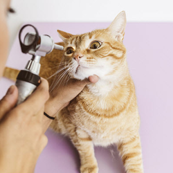 Preventative/Wellness Care for Cats