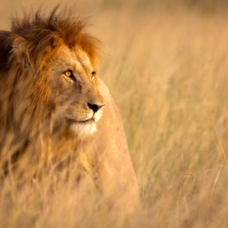 Visit Africa Tour