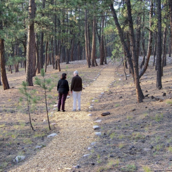 Spiritual Direction (Companioning)