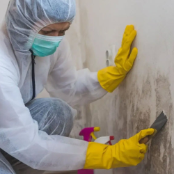 Mold Remediation