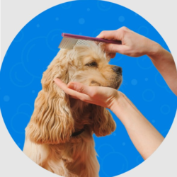 Bath, Blowout & Tidy Trim Service
