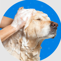 Bath & Blowout Service