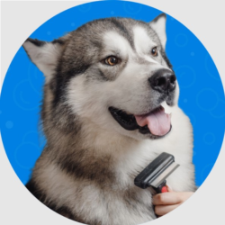 Deshedding Service