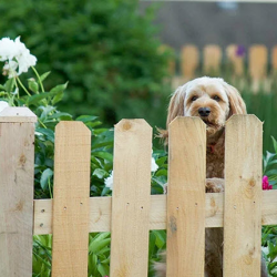 Fencing & Gates