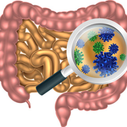 Gut Health