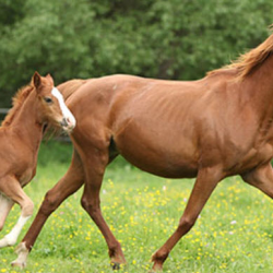 Large Animals
