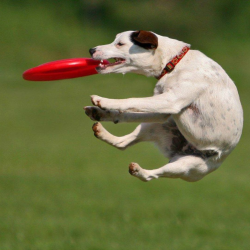 Pet Boarding