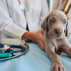 Pet Surgery