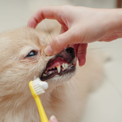 Pet Dental Care
