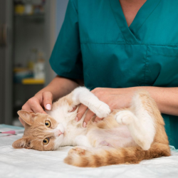 Comprehensive Pet Wellness