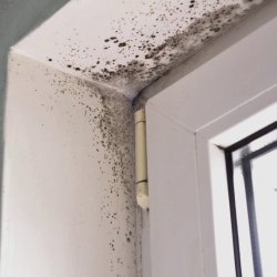 Mold Removal and Remediation
