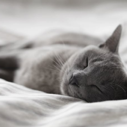 Pet Lodging