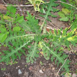 Weed Control