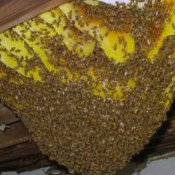 Bee Removal Phoenix