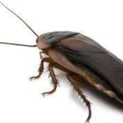 Roach Extermination