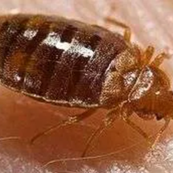 Bed Bugs Removal