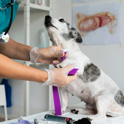 Cutting-Edge Pet Anesthesia