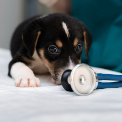 Pet Emergency Care