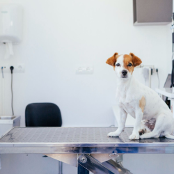 Pet Laser Therapy