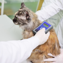 Pet Microchipping