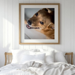Cherished Pet Portraits