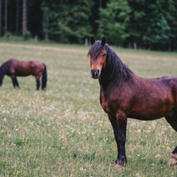 Equine Law