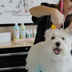 Grooming Salon & Spa